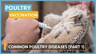 Poultry Vaccination and Common Diseases (Lesson 3) - Management