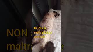 maltraitance animale !!