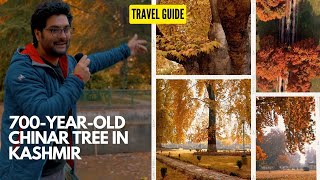 700 year old Chinar Tree in Kashmir | Bijbehara town | Paadshaahi Bagh and Dara Shikoh Garden|