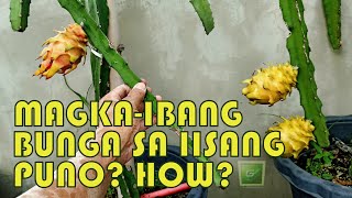 CROSS-POLLlNATED DRAGON FRUIT PUWEDE MAGING HYBRID? PAANO? #dragonfruit #cactus | G's Garden & More