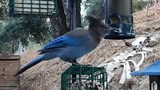 Woodshed Breakfast🐦12 Species! LIVE STREAM REPLAY Descanso, CA California Mountain Bird Feeder