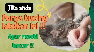 Jika anda punya kucing lakukan ini segera⁉️