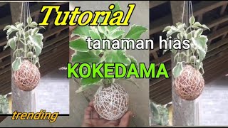 Inovasi terbaru tanaman hias KOKEDAMA Terindah masa kini