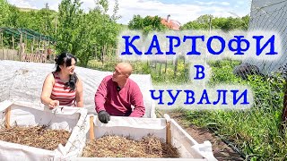 КАРТОФЕЛЬ В МЕШКАХ – более необычный способ.