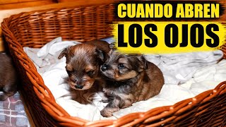 Cuándo abren los ojos los cachorros de perro