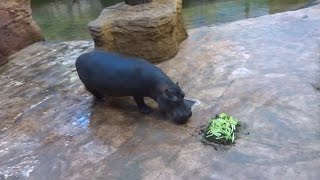 Tort na urodziny Zumby - hipopotamy w Afrykarium we Wrocławiu 21.11.2016