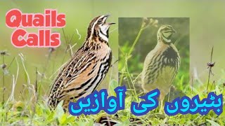 Quails Calls||| بٹیروں کی آوازیں ||| رات کی شکار کے لئے بٹیروں کی بہترین آواز