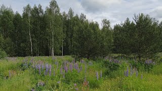 Звуки природы. Поля люпина, полевой гвоздики, пение птиц.