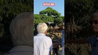 Không hiểu tại sao các cụ cắm thêm cành quê vào #yeucay #bonsaitree #shortvideo