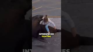 InterSpecies Fighting Championship