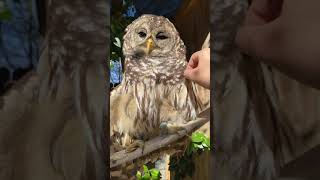 Barred Owl Enjoys a Rub