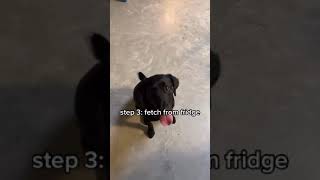 How I Taught My Dog To Get Me A Beer Tiktok  taylor burs