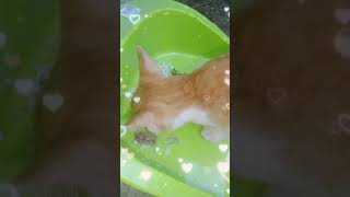 hungry cat loves to eat in a dustpan