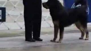 Tibetan Mastiff Puppy Class