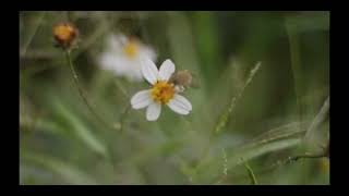 Flores (cámara lenta)