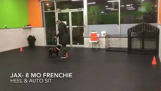 Jax the French Bulldog | Mind Your Manners Level 1 Obedience Class Test