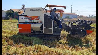 Videos 30minute ! Kubota Rice Cutting Machine Videos