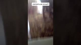 Погладил котика...  #catfight  #catfightchallenge