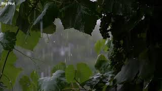 Rain Sounds For Sleeping, Meditation, Relax and Study