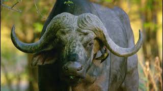 Mana Pools NP Africa - Selvagem HD