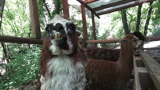 Dal gibbone alle tartarughe: ecco gli ospiti "esotici" nel  parco dell'Abatino