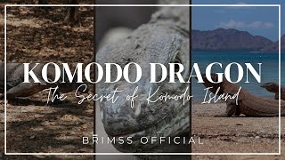 Explore the Secrets of Komodo Island: Home of the Komodo Dragons