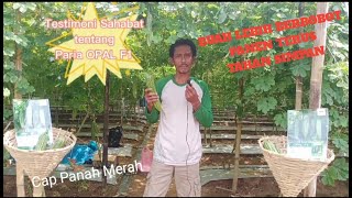 Testimoni Sahabat Petani dan Pedagang tentang Paria OPAL F1