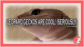 Leopard Geckos Are Cool! (Fact Friday)