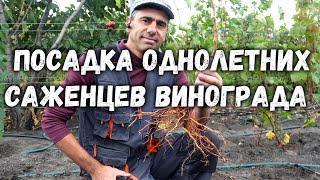 Посадка однолетних саженцев винограда с открытой корневой системой.