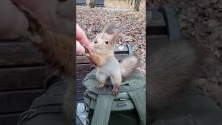 #squirrel #eating #animals #funny #cute #pets #youtubeshorts #wildlife #nature #kitten