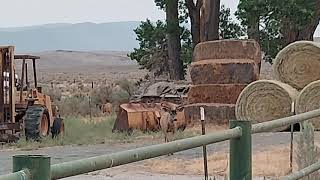 Seven Incredible Nevada Mule Deer Bucks