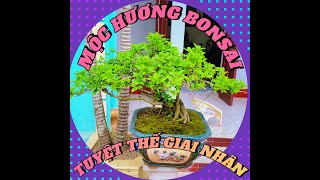 Khám Phá Vẻ Đẹp Đặc Biệt Của Những Cây Mộc Hương BonSai