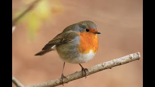 Birds Singing In Harmony - The Choir Of Morning Birds | Testing YouTube Live Streaming (1st time)