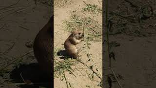 Cute little marmot is eating #animals #marmot  #weekend #food #cute #hungry #trip #poland #flowers