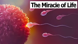 CONCEPTION TO FETUS | The Miracle of Life | Medical 3D Animation of Conception/Fertilization