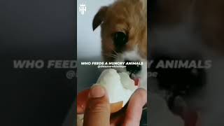 feed hungry animals ❤️😭😭 #shorts #tiktok #reels #respect #memes #viral