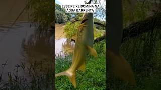 ESSE PEIXE DOMINA NA ÁGUA BARRENTA! #pescaria #pescariaraiz #varaopescador #pesca #fishing #pescar