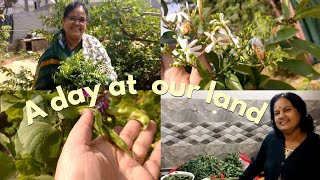 A day at our land | Vegetables harvesting | An outing