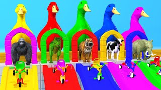 5 Giant Duck Cartoon, Cow, Elephant, Tiger, Paint Wild Animals Crossing Fountain Animation