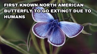 Xerces Blue Butterfly - Recently Extinct Animals