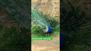 peacock calling sound#peacock #birds #amazing #animalsounds