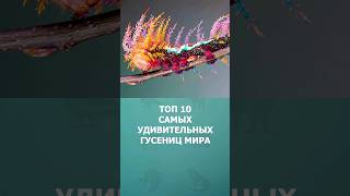 Топ 10 самых удивительных гусениц мира #гусеницы #топ10 #комарик #дикиеживотные #шортс #shorts