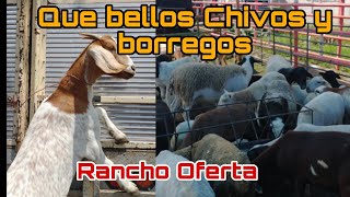 CHIVOS - BORREGOS Y MAS - AMAYUCA MORELOS / @ElRanchoyyoTagDominguez