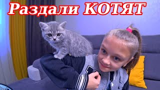 Отдали котят мама кошка грустит Влог!