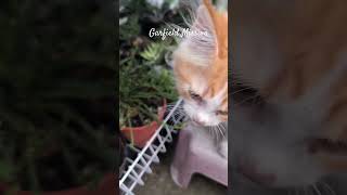 Tanaman VS Kitten🫣🫣🫣 #kitten #succulent