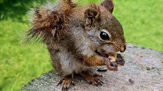 Wild American Red Squirrel Devours its Food, Squirrels Chirping (with Nature Sounds)