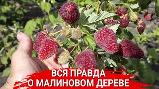 ВСЯ ПРАВДА О МАЛИНОВОМ ДЕРЕВЕ