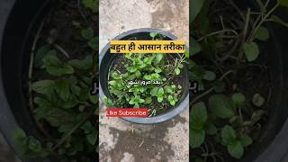 Mint leaves 🍃 | करिये पुदीने की खेती अपने ही घर पर,In Your Home 🏡