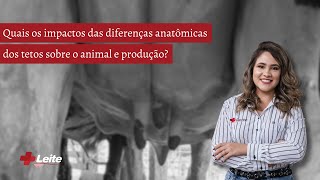 Quais os impactos das diferenças anatômicas dos tetos sobre os animais e produção?