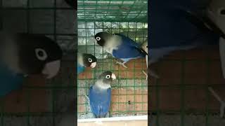 Black mask blue violat affrican love birds #addiction #pet2023